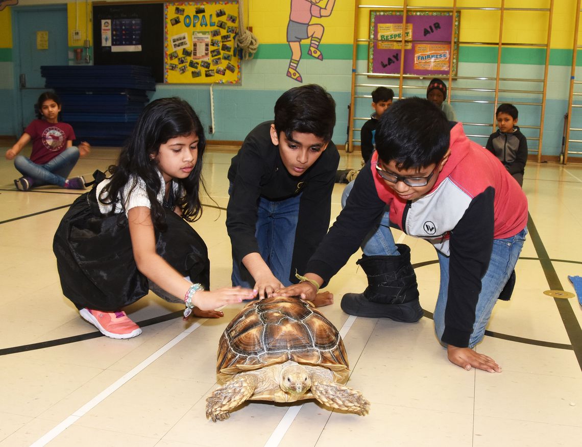 kids playign with turtle